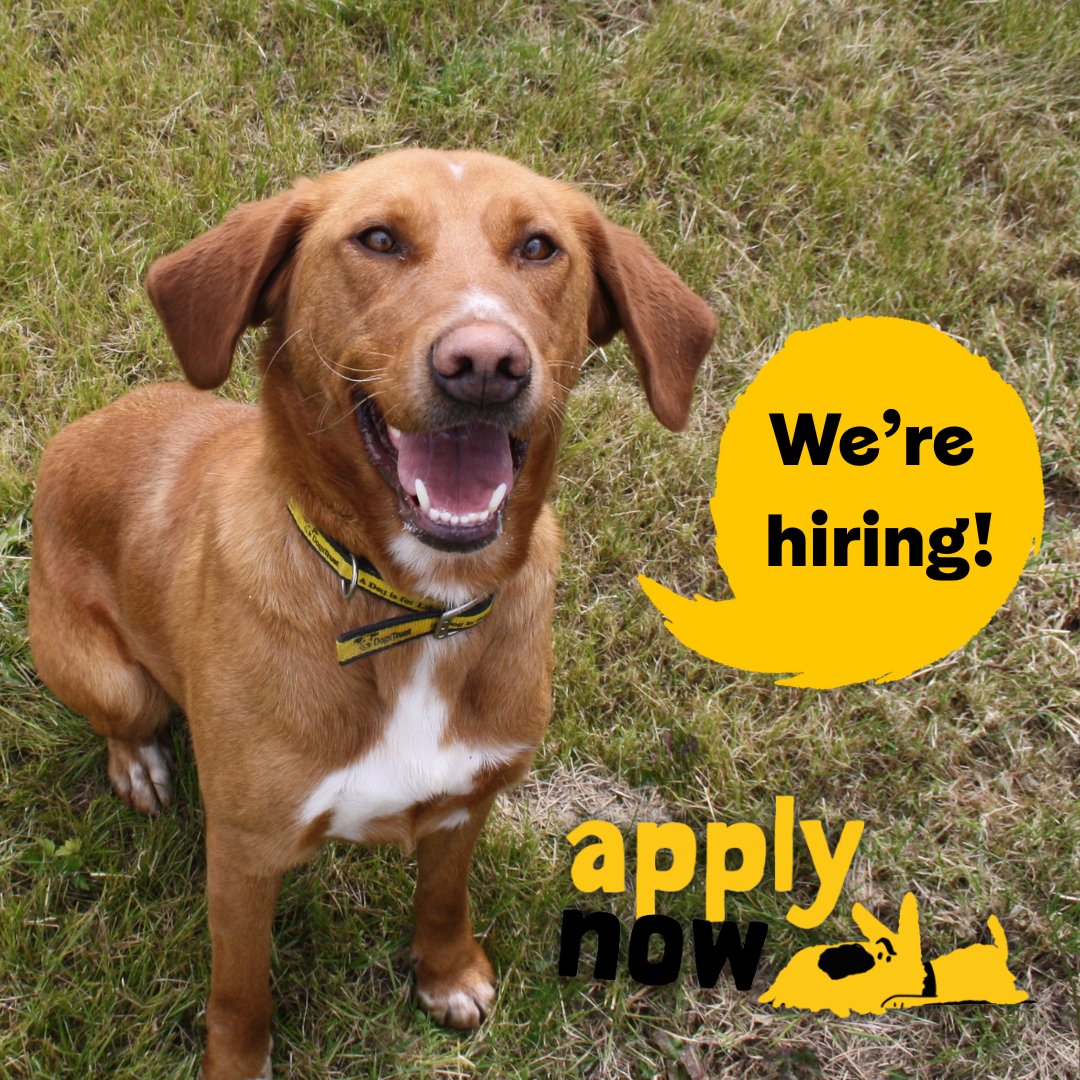 DogsTrust_IE's tweet image. Want to join our pack? We have 2 new vacancies at our Rehoming Centre in Finglas!
We're looking for a Rehoming Centre Manager (Full time - Maternity Cover) & a Veterinary Nurse (Full time). Find out more & apply here: DogsTrust.ie/Jobs
#Hiring #WorkWithDogs #VetNurse