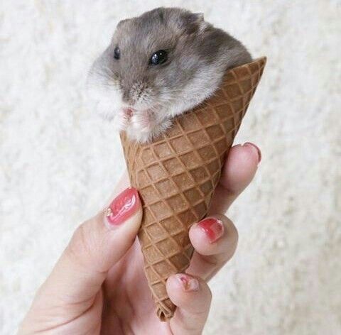 hamster tweet media