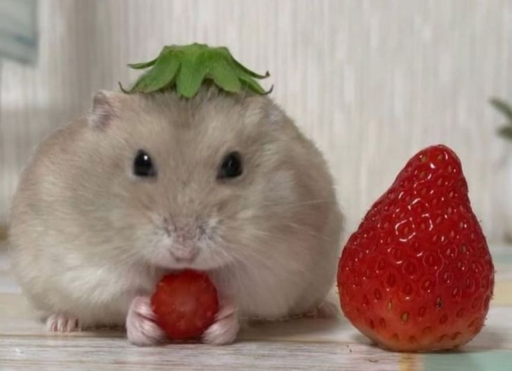 hamster tweet media