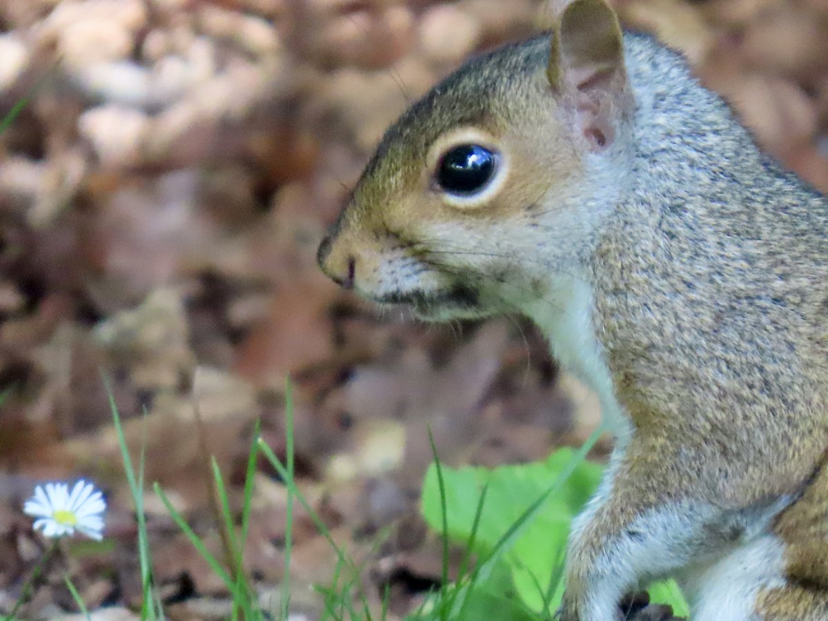 A story for #WildlifeWednesday 

Deep in the enchanted woods, Squirrel listened intently to Daisy. 🐿️🌼

It was time to tell the other forest dwellers about their plan to restore world peace! 🌎🕊️

#wildlifephotography #squirrel #NaturePhotography #WritingCommunity