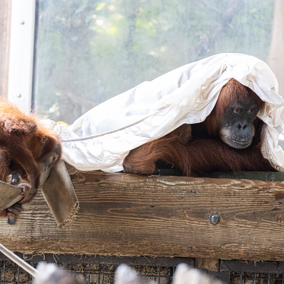 TheTorontoZoo's tweet image. Anyone know when the weekend's coming? Asking for Mom 🧡🦧 #WaliWednesday