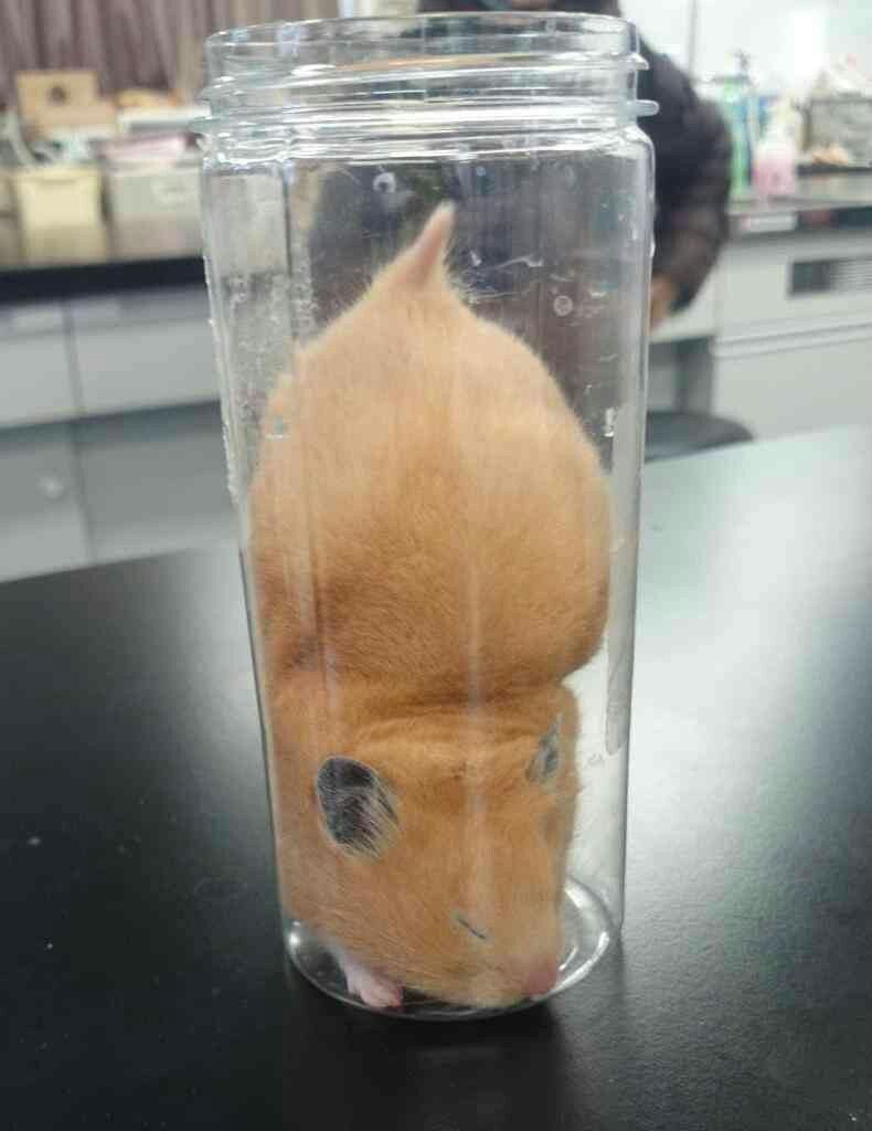 hamster tweet media