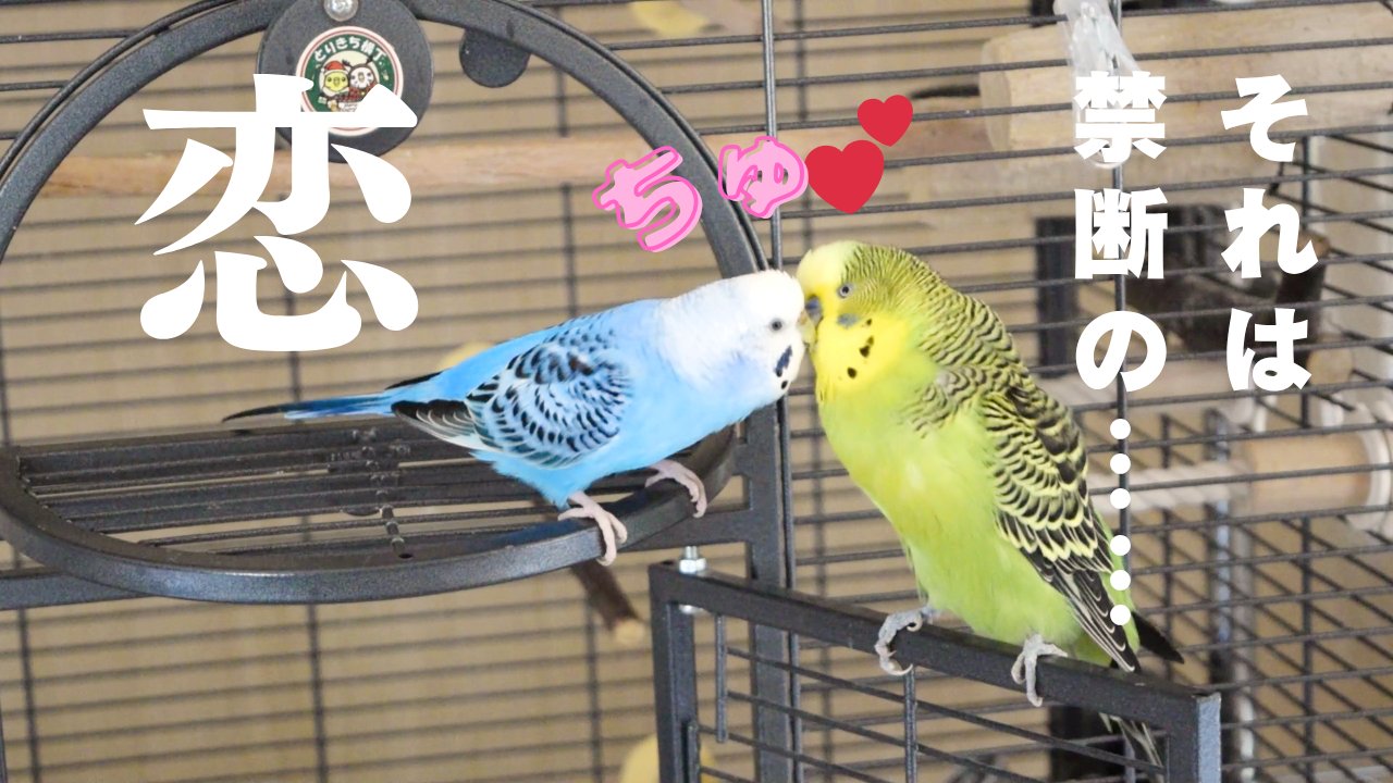 ✻放鳥アワー✻ヌシ on X: 