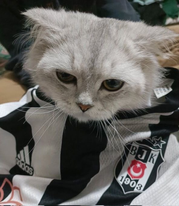 archivebesiktas (@archivebesiktas) on Twitter photo 