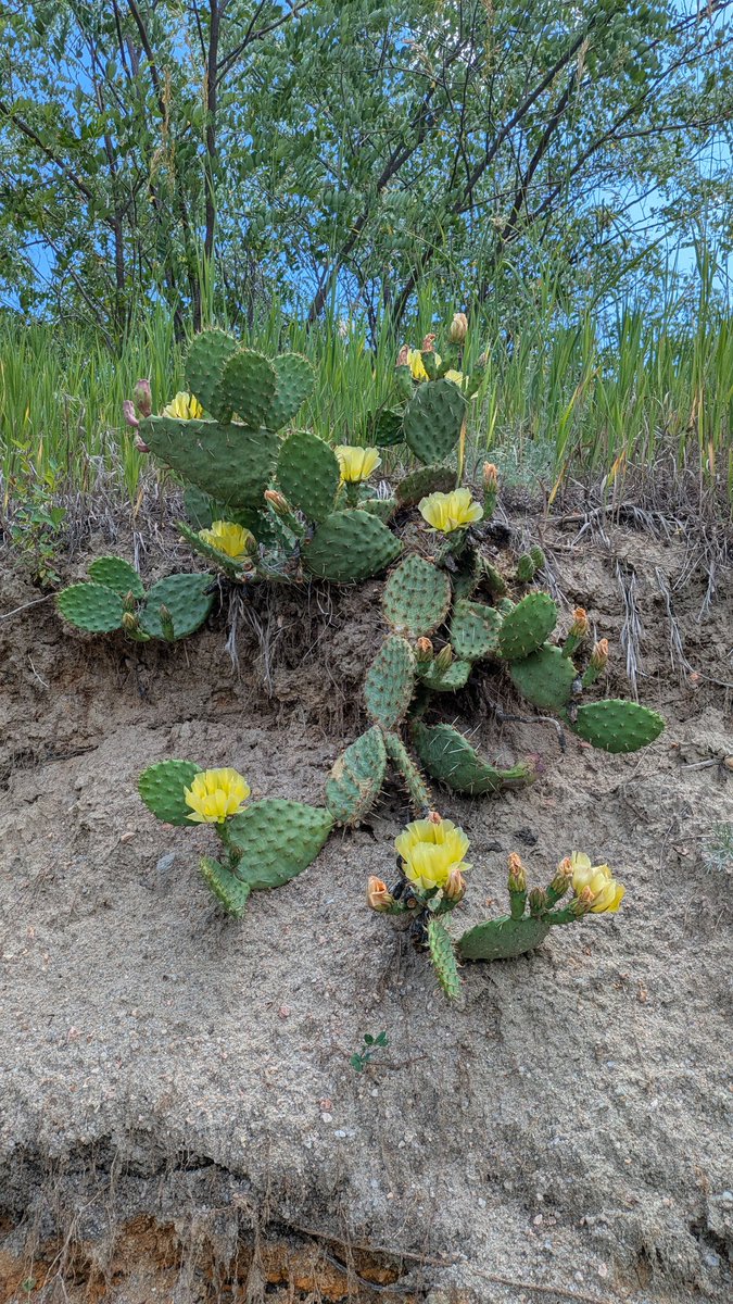 Happy Wednesday everyone! I've been struggling with burn out, hence why I've been pretty absent here. 🫠 Even things I normally enjoy haven't been enjoyable. 🫠 My WIP has been untouched for too long, but I have been working on poetry. How are you all doing?