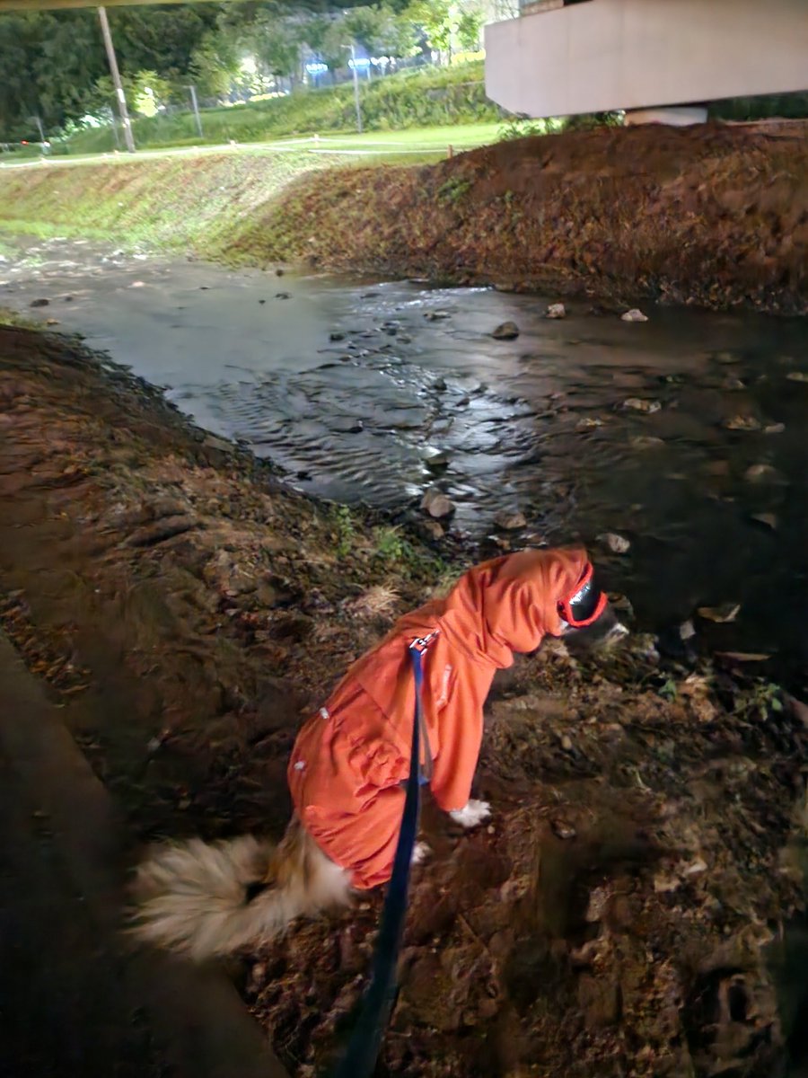 앉아서 쉬기도 하고 고개 숙여서 냄새도 열심히 맡고 가끔 몸을 털어도 산책하는 동안 모자가 한 번도 벗겨지지 않은 유일한 우비!!
역시 맞춤이 최고다...👍

<a href="/Yellowtriangle_/">Yellow triangle</a>  최고의 우비 감사합니다😍😍