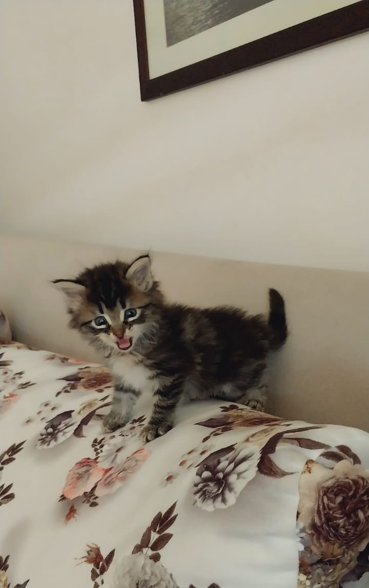 ffudarymlet's tweet photo. Meraba var mı bana yuva
1,5 aylık erkek kum eğitimi var 
İstanbul yuva https://t.co/2oxNcfHG5q