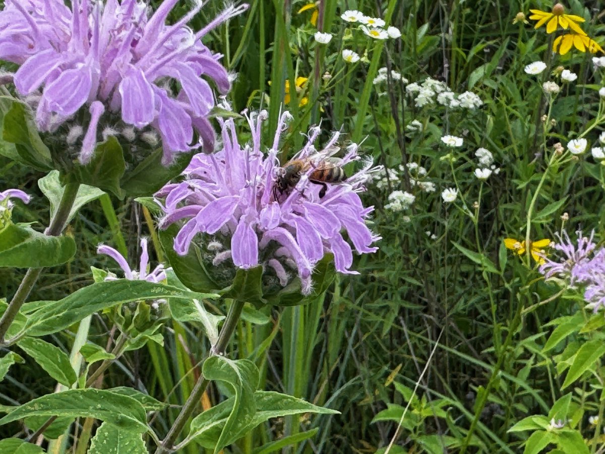 ohiodnr's tweet image. Our prairie at Fountain Square is full of bees and butterflies pollinating the plants! This honeybee was photographed on bee balm. We have great resources on ways you can help our pollinators.
Learn more about helping our pollinators: ohiodnr.gov/discover-and-l…
📸: Scott Stevens