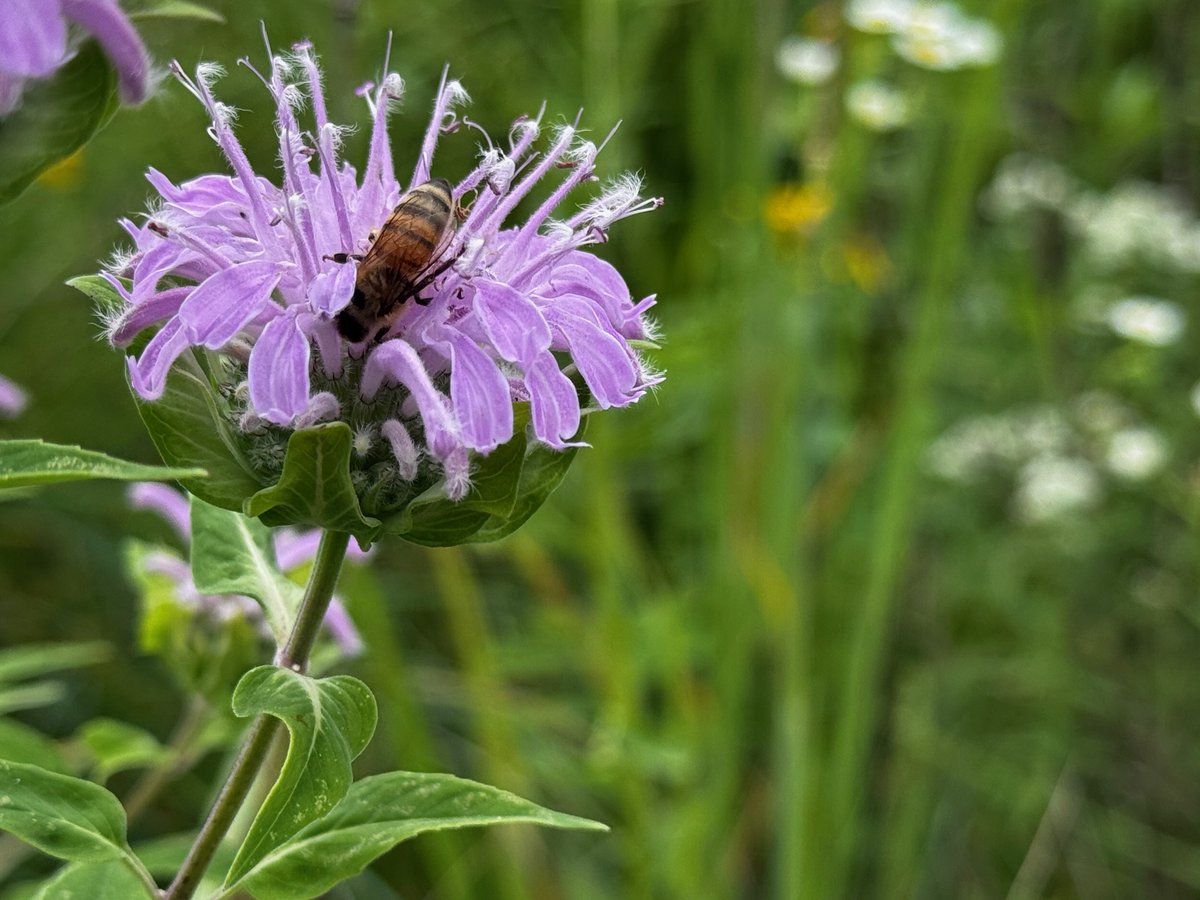 ohiodnr's tweet image. Our prairie at Fountain Square is full of bees and butterflies pollinating the plants! This honeybee was photographed on bee balm. We have great resources on ways you can help our pollinators.
Learn more about helping our pollinators: ohiodnr.gov/discover-and-l…
📸: Scott Stevens