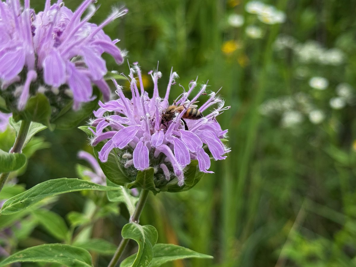ohiodnr's tweet image. Our prairie at Fountain Square is full of bees and butterflies pollinating the plants! This honeybee was photographed on bee balm. We have great resources on ways you can help our pollinators.
Learn more about helping our pollinators: ohiodnr.gov/discover-and-l…
📸: Scott Stevens