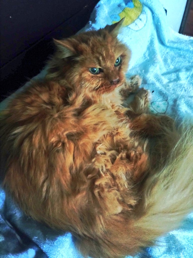 ひろいぐい太郎 tweet media