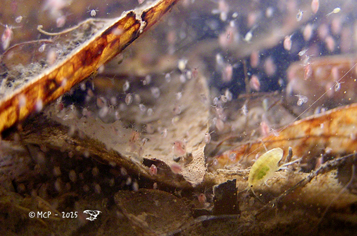 NodoHC's tweet photo. Los diminutos crustáceos, que son imperceptibles y claves para la vida acuática.

En los humedales del altiplano Cundiboyacense, están registradas varias especies de pequeños crustáceos de agua dulce. Ver más… 
https://t.co/CJEs2oINw9 https://t.co/7hXAE6dm7k