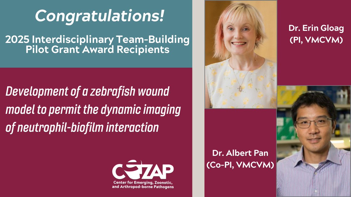 Fralin Life Sciences Institute (@fralinlifesci) on Twitter photo Bravo Erin Gloag and Y. Albert Pan of <a href="/VaMdVetMed/">Virginia-Maryland College of Veterinary Medicine</a> on receiving the 2025 <a href="/VTCeZAP/">Virginia Tech CeZAP</a> interdisciplinary team-building pilot grant award. 👏 Bravo Erin Gloag and Y. Albert Pan of <a href="/VaMdVetMed/">Virginia-Maryland College of Veterinary Medicine</a> on receiving the 2025 <a href="/VTCeZAP/">Virginia Tech CeZAP</a> interdisciplinary team-building pilot grant award. 👏