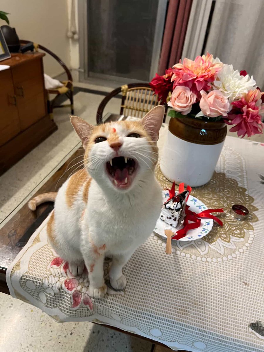 My little T Rex ❤️