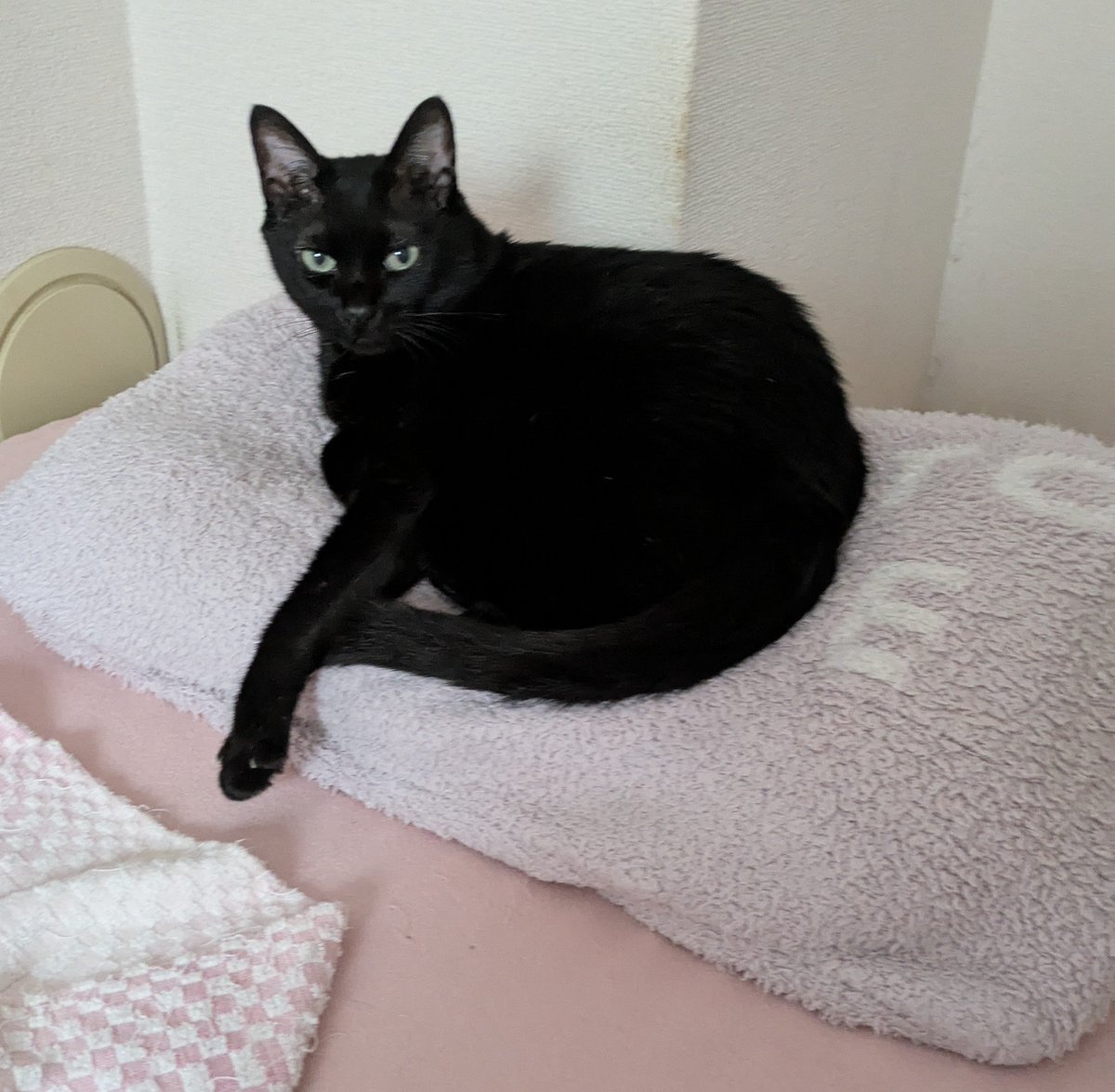 naotama70's tweet photo. はいっっ

飼い主には今夜も枕はありません！

#黒猫と枕　#枕なんて無い飼い主 https://t.co/CErROYRta9