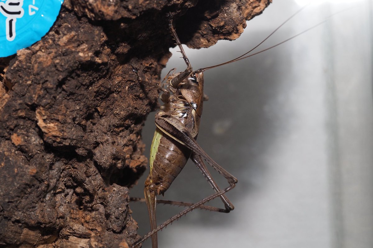 ツシマカブリモドキ
マジでかっこいいぞこのバッタ🦗