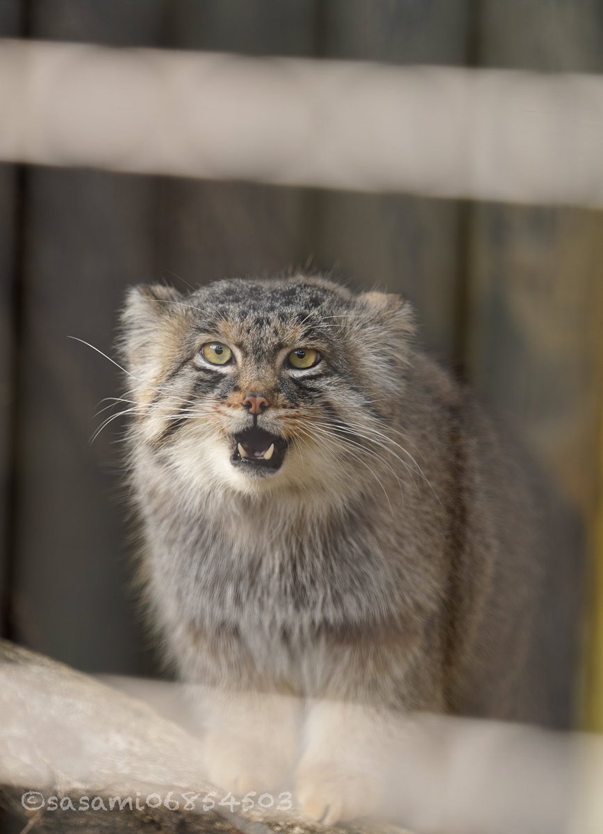 sasami06854503's tweet image. 綺麗なキバだぜ
#マヌルネコ #東山動植物園 #エル