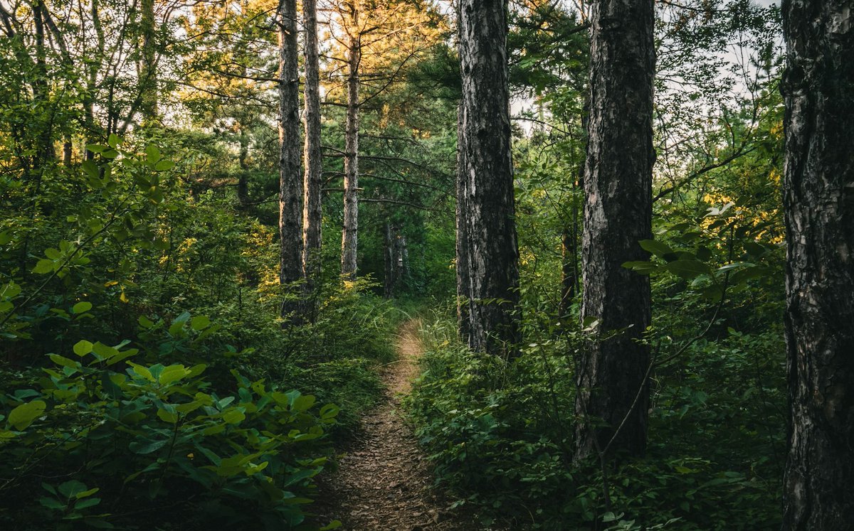 QuoteResearch's tweet image. Did transcendentalist philosopher Ralph Waldo Emerson say the following?
Go often to the house of thy friend, for weeds choke up the unused path
quoteinvestigator.com/2025/07/16/fri…