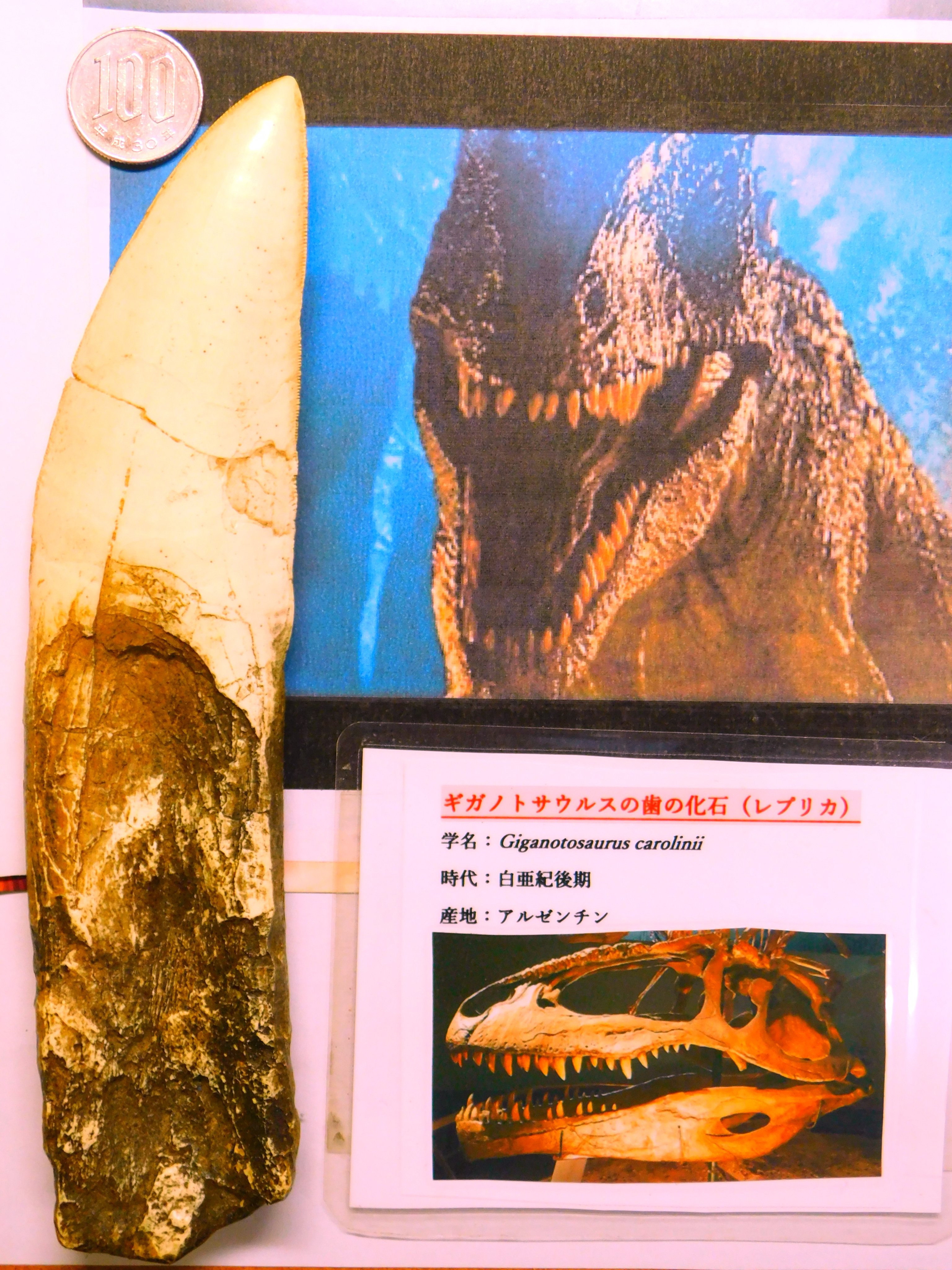 超絶希少！伝説的なギガノトサウルスの歯！ 値段交渉可能