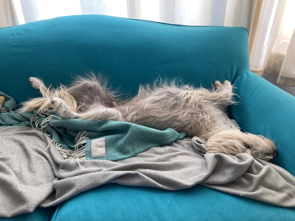 giddierone's tweet image. Dog having flying dreams again.
