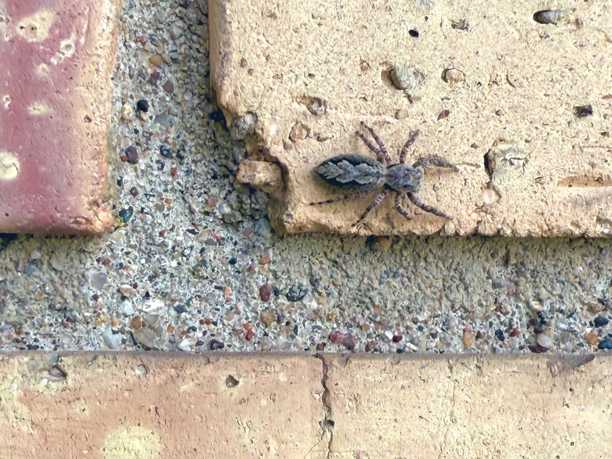 thoughtlungs's tweet image. so fast, it can
tele⚡️
⚡️port
jumping spider being,
thank you for being here!
