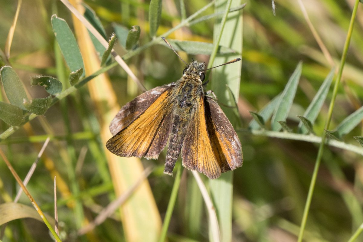 Large Skipper <a href="/hilbrebirdobs/">Hilbre Bird Obs</a> today.