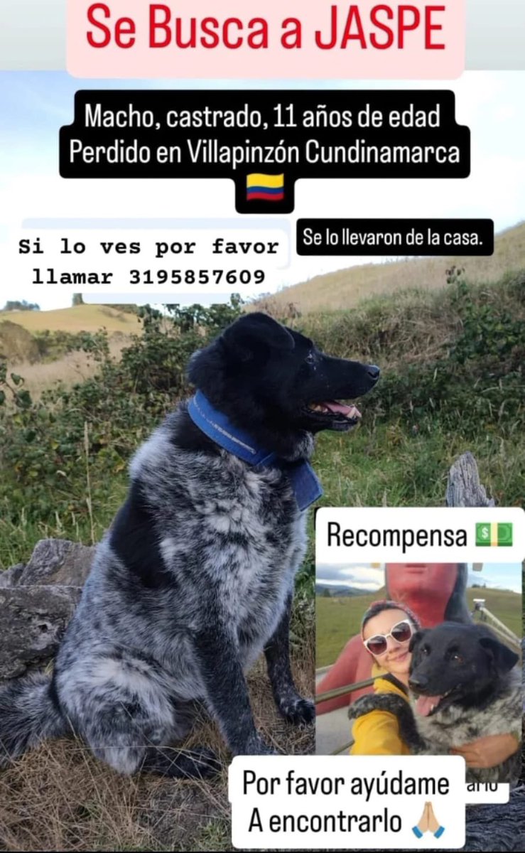 CamiloJaramill's tweet image. 🆘Su familia busca a Jaspe🐶, en VillaPinzon - Cundinamarca, por favor compartamos 🙏
@MONYRODRIGUEZOF @PlataformaALTO @Marce_Tabares @piedrahitangela @DanielSamperO @HELIODOPTERO @coraimatorresd @patrulleroefra @laurarubiogu @darcyquinnr