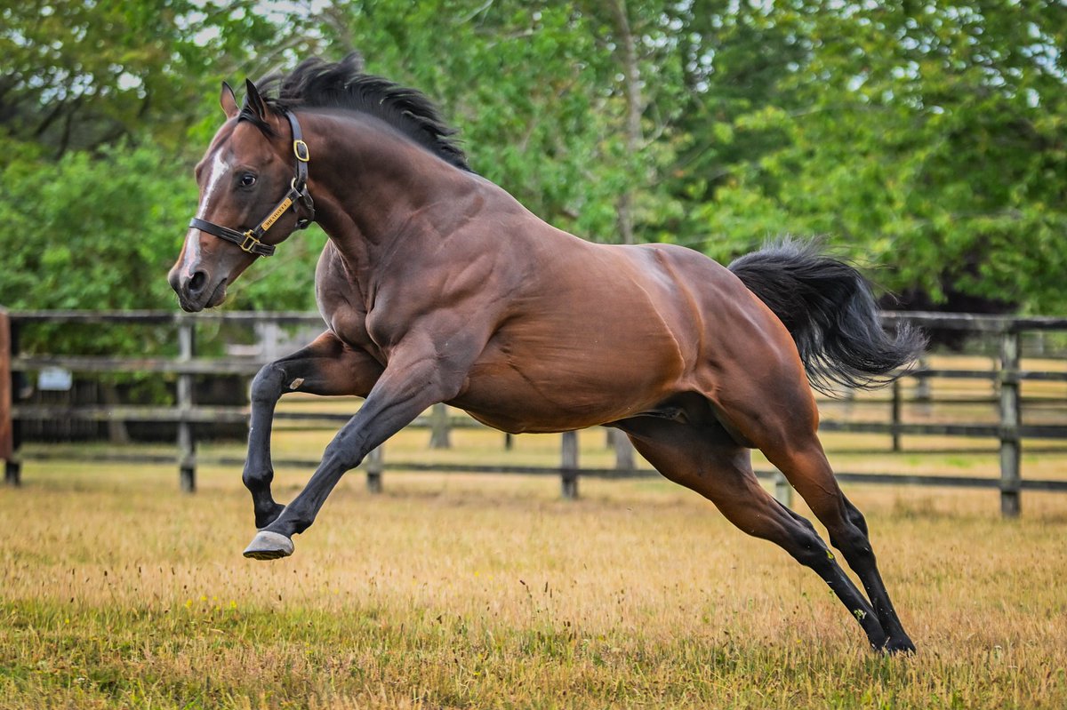 Bradsell activating beast mode... 💥

#NSstallions #Bradsell #Championsprinter #Thoroughrbed #Breeding