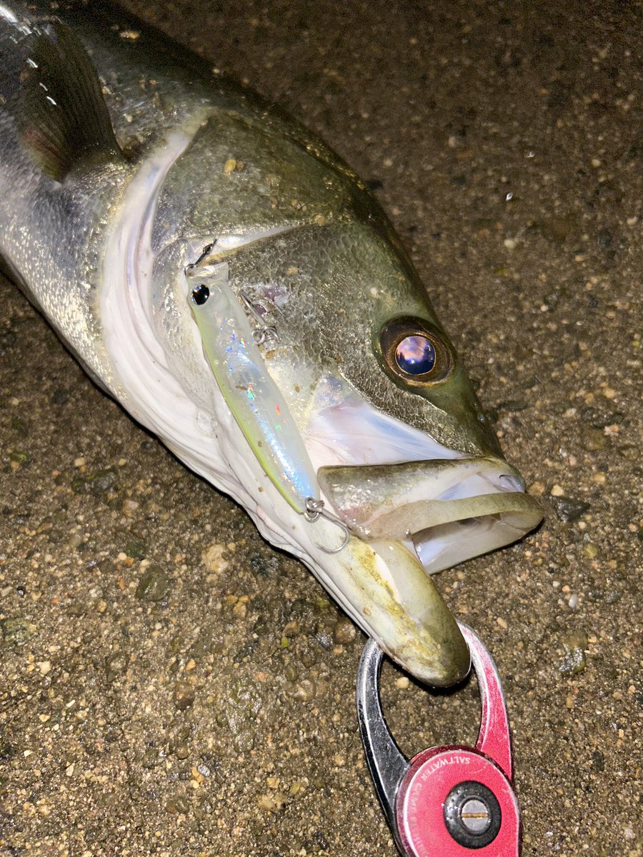 お魚 金魚元気 プロバイオフード80g | ジェックス株式会社