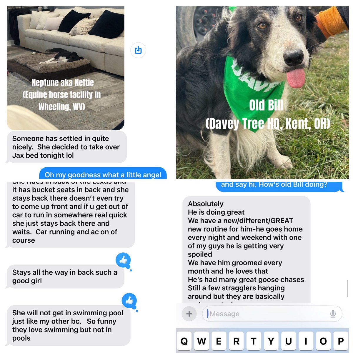Goosedogs4Sale's tweet photo. These are the kind of stories we live for. Matching the right client with the right dog is of utmost importance to us! #goosedogsforsale #workingbordercollies #noharmnofowl #canadagoosecontrol @DogsOfTurf https://t.co/gjzMZTihRO