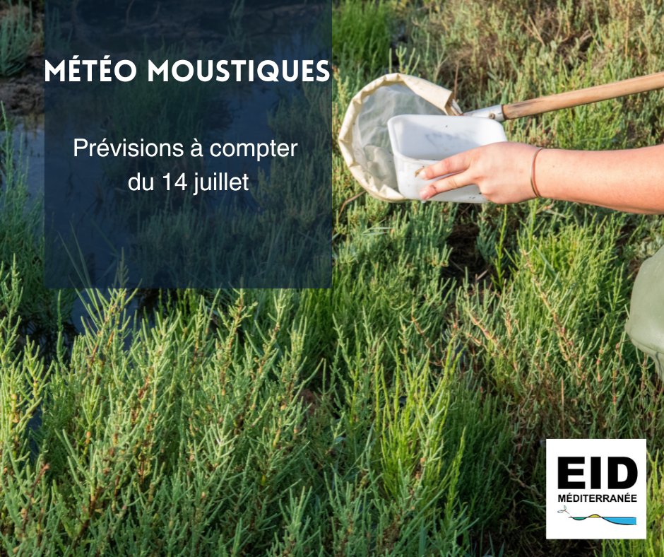 EID Méditerranée (@eidmediterranee) on Twitter photo 🦟Météo #moustiques ruraux
Prévisions à compter du 14 juillet en <a href="/Occitanie/">Région Occitanie</a>
par département eid-med.org/bul-operationn…
Un évènement rare en termes d’éclosions en zones humides entre Agde & Argelès-sur-Mer
📍#Aude
📍 <a href="/leDepartement66/">Département des Pyrénées-Orientales</a>
📍 <a href="/departement13/">Département des Bouches-du-Rhône</a>
📍 <a href="/Gard/">Conseil départemental du Gard</a>
📍 <a href="/Heraultinfos/">Département de l'Hérault</a> 🦟Météo #moustiques ruraux
Prévisions à compter du 14 juillet en <a href="/Occitanie/">Région Occitanie</a>
par département eid-med.org/bul-operationn…
Un évènement rare en termes d’éclosions en zones humides entre Agde & Argelès-sur-Mer
📍#Aude
📍 <a href="/leDepartement66/">Département des Pyrénées-Orientales</a>
📍 <a href="/departement13/">Département des Bouches-du-Rhône</a>
📍 <a href="/Gard/">Conseil départemental du Gard</a>
📍 <a href="/Heraultinfos/">Département de l'Hérault</a>