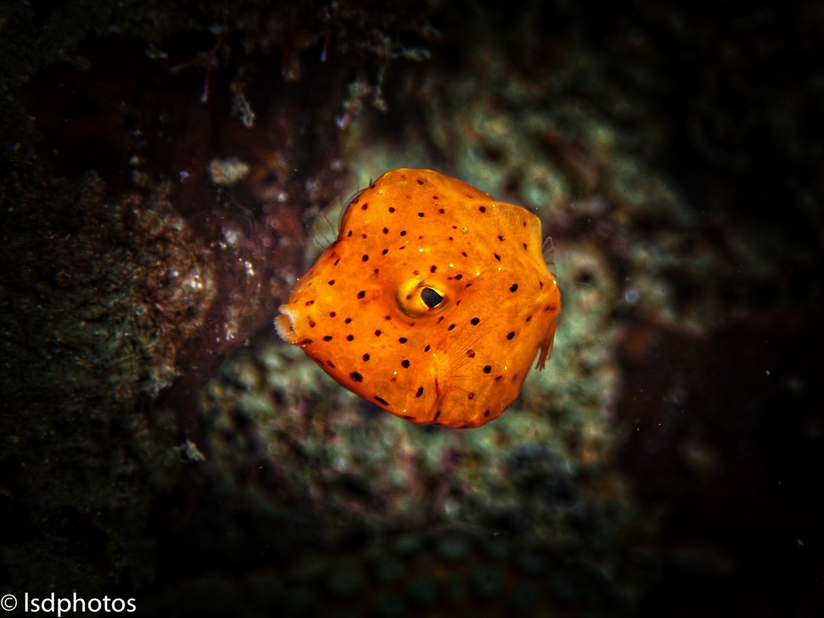 terrascuba's tweet photo. Featured Photos: Juvenile Cowfish
#scuba #scubadiving #underwaterphotography #saintlucia #stlucia #divesaintlucia #marinelife #ocean #islandlife #PADI #photography #juvenile #cowfish https://t.co/MPfBvQMdU3