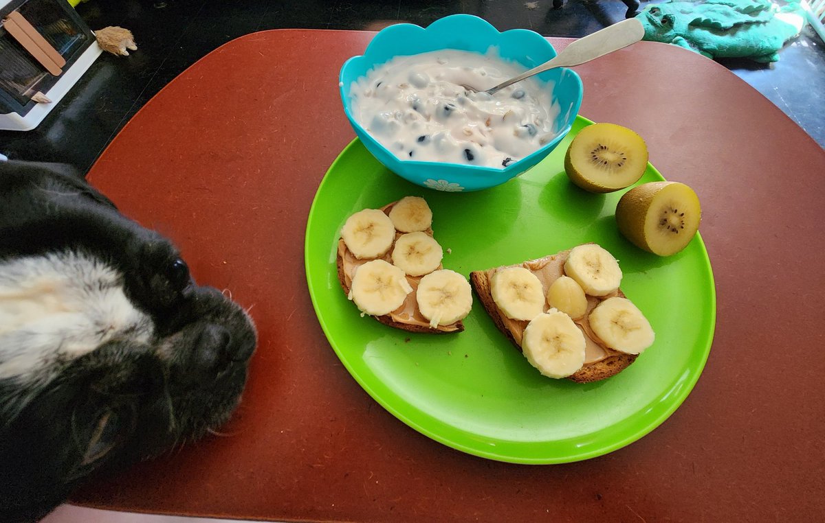 Gizmo says my brunch smells delicious‼️ 😋 🐶 🍌🥝 🫶🙏