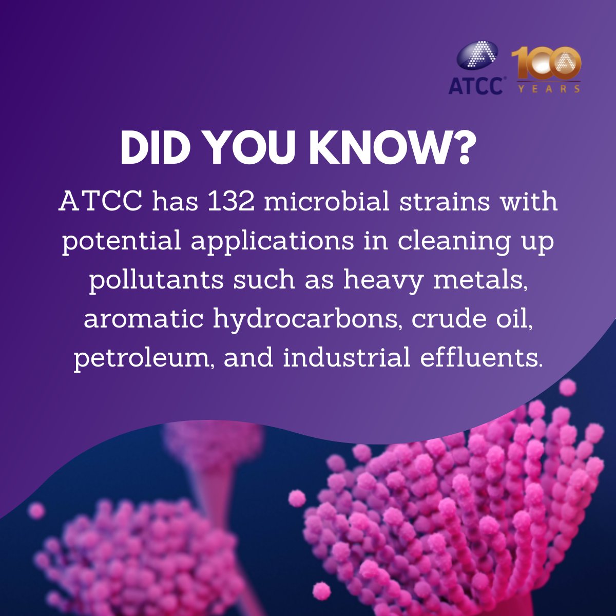 officialatcc's tweet image. We offer a wide range of authenticated microbial strains ideal for bioremediation research.
Discover our resources today: ow.ly/Fi0550WjWLo