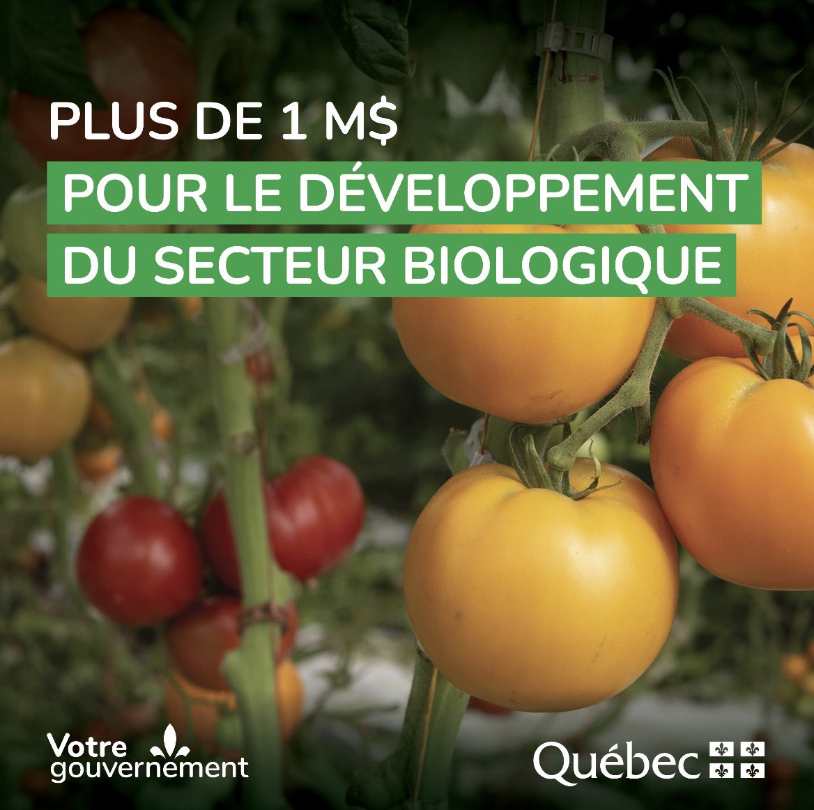 andrelamontagn2's tweet image. Très heureux d’annoncer plus d’un million de $ pour permettre à la Filière biologique du Québec de poursuivre sa croissance! Cette somme servira notamment à développer de nouveaux marchés et à promouvoir les aliments biologiques. 🥒
newswire.ca/fr/news-releas…