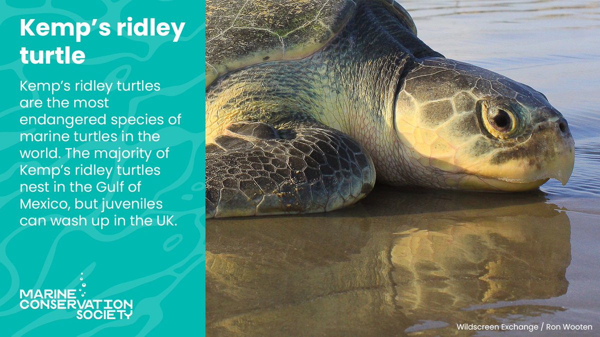 By letting us know of any turtles you see at the coast, you can help us to better understand turtle populations so we can continue our work to protect these endangered animals 💙 

Find out more here: mcsuk.org/news/seven-spe…