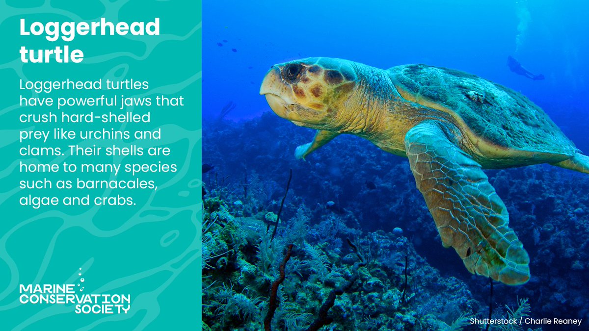 Did you know there are 7 species of marine turtle? 6 of them have been reported in UK waters and the soft-shelled leatherback is the most common 🐢

Check out our Marine Turtle Fact File to help you identify the different species – and if you see any, let us know! 

1/2 👇
