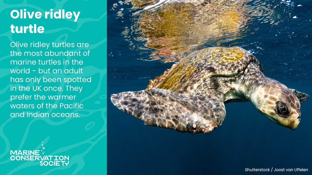 Marine Conservation Society tweet media