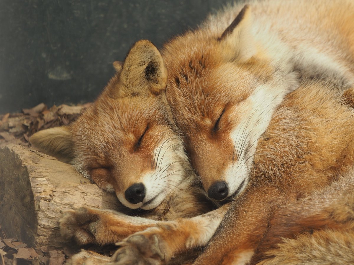 イヌタデ (@vulpesperson) on Twitter photo 