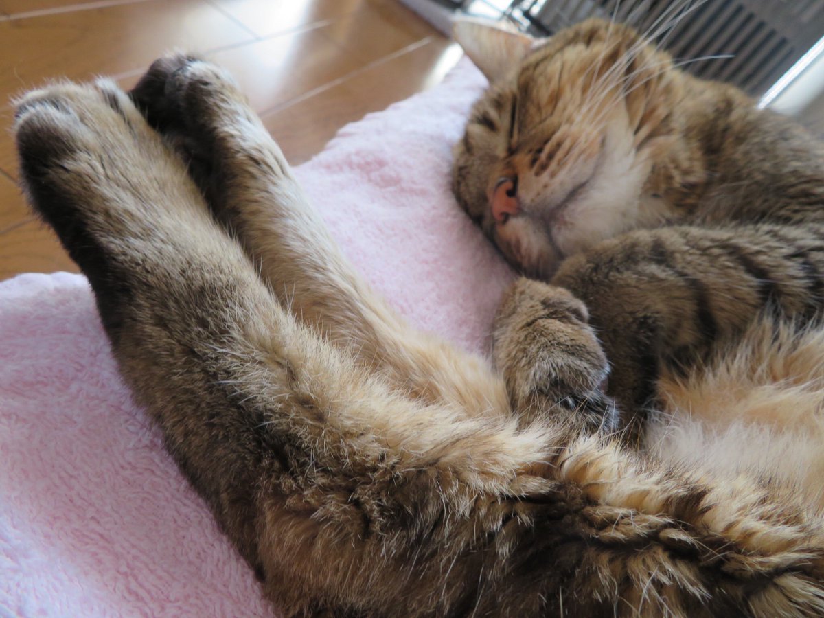 t_miki0505's tweet image. #かわいいと思う画像をなんでもいいので無言で1枚あげろ