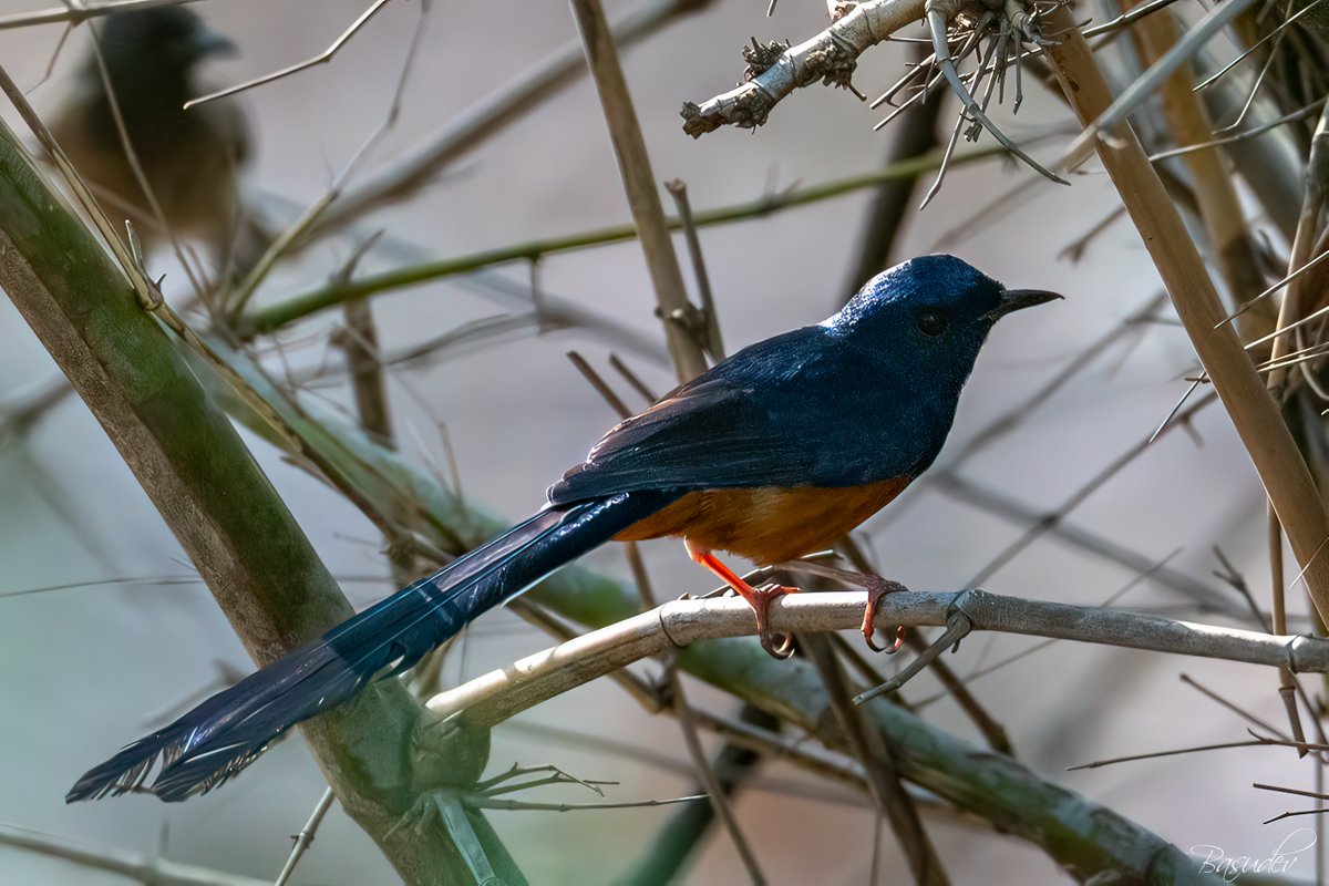 White-rumped Shama .............@ Bandhavgarh                                        
#IndiAves #BBCWildlifePOTD #ThePhotoHour #natgeoindia #wildlifephotography #SonyAlpha #BirdsSeenIn2025