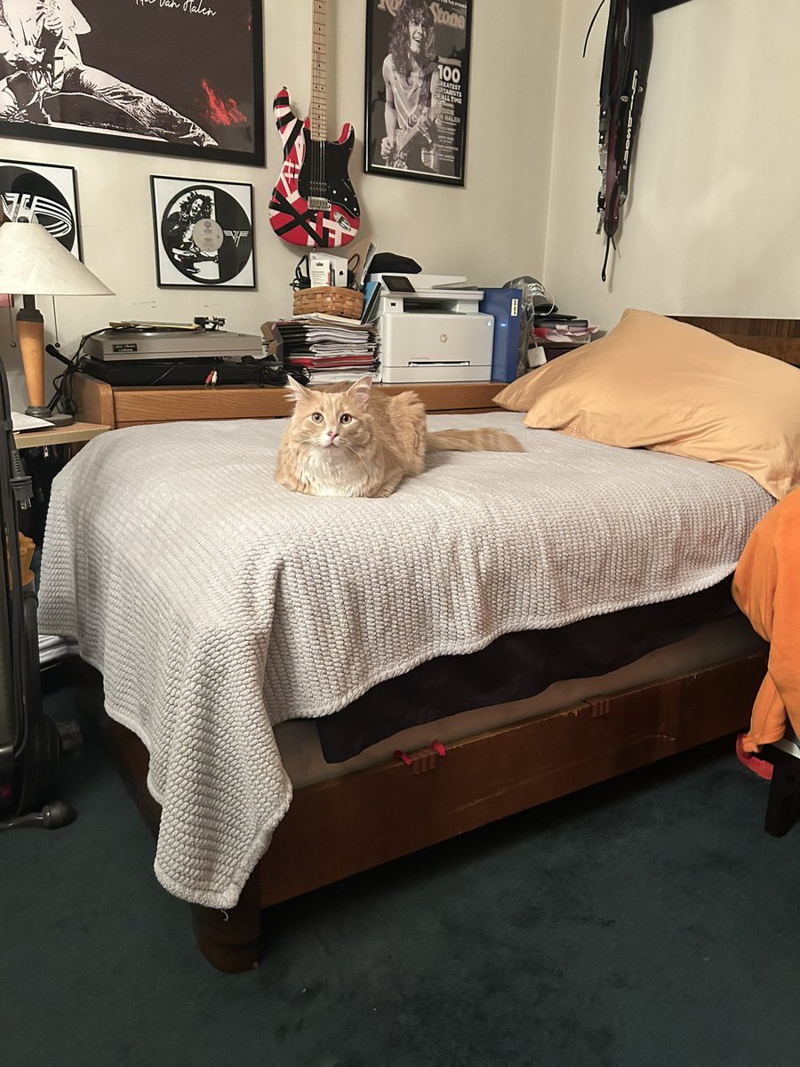 ShrimpTeddy's tweet image. yeah sorry pal but I’m afraid this is my bed now. jog on
