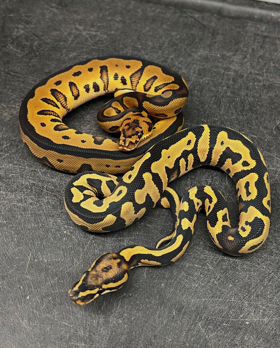 Leopard Clown Het Monsoon &amp; 
Leopard Desert Ghost Het Monsoon 

Both males for sale!