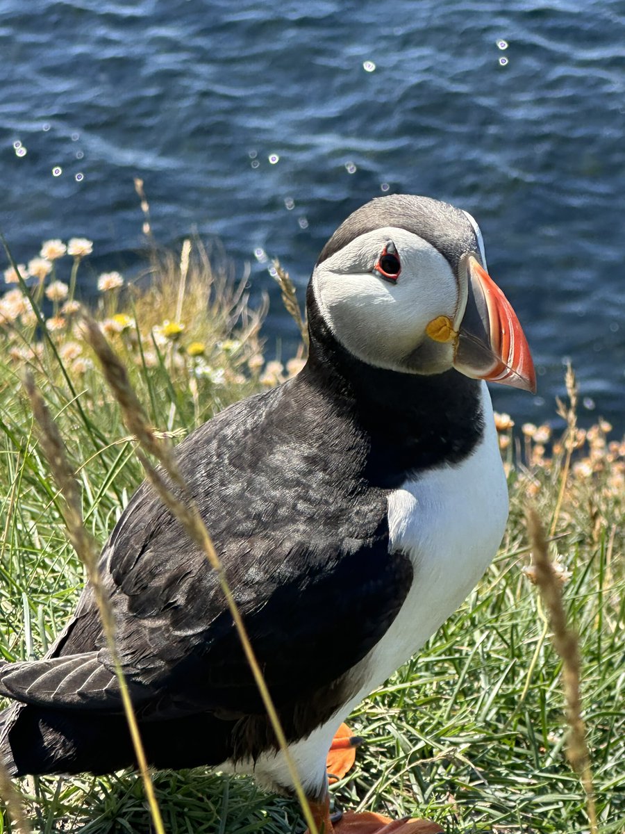 Tammie Norrie aka a Puffin on Westray today.