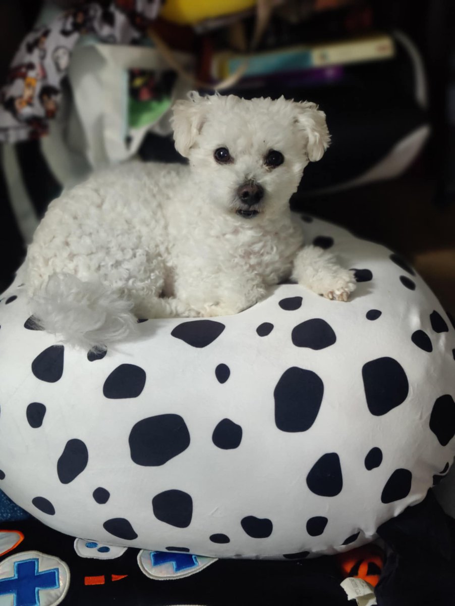 ZapataRex's tweet image. 💜💐🌹🦴🐶🐾Poochito.