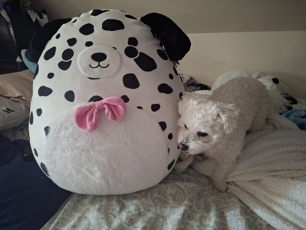 ZapataRex's tweet image. 💜💐🌹🦴🐶🐾Poochito.