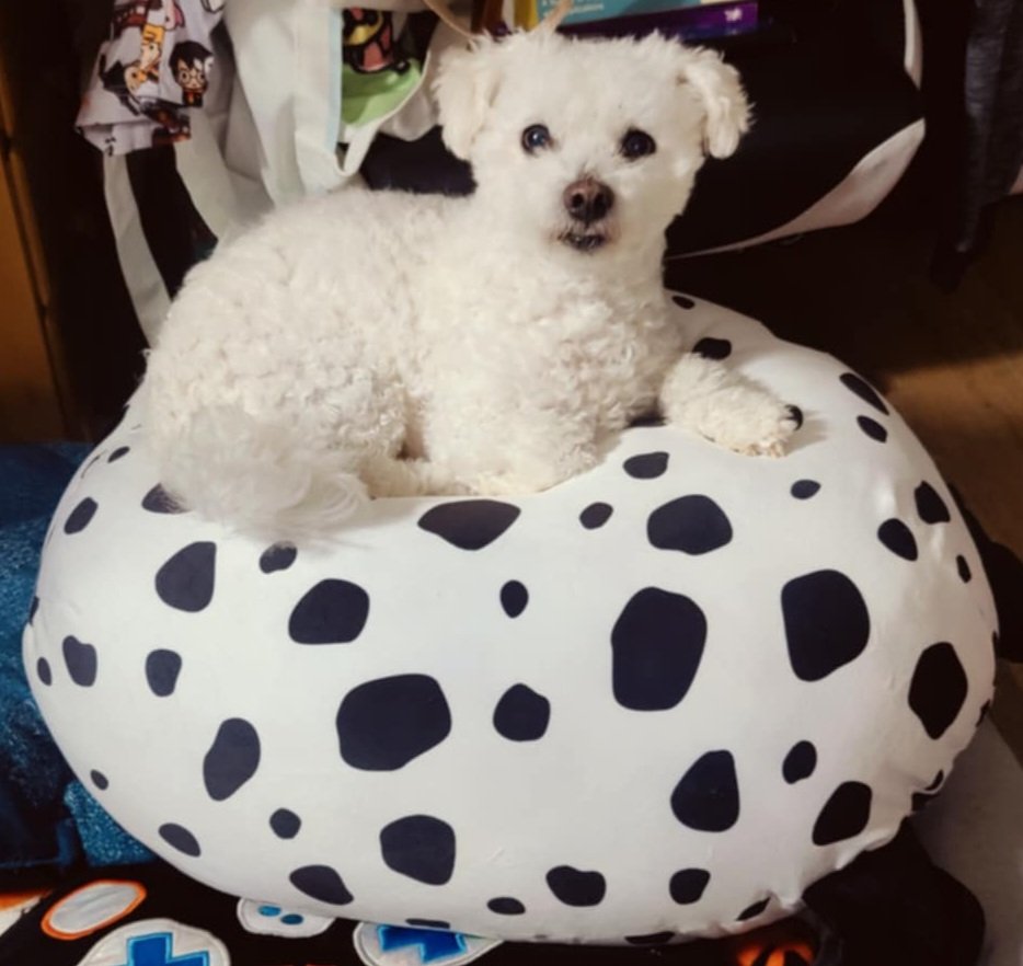 ZapataRex's tweet image. 💜💐🌹🦴🐶🐾Poochito.