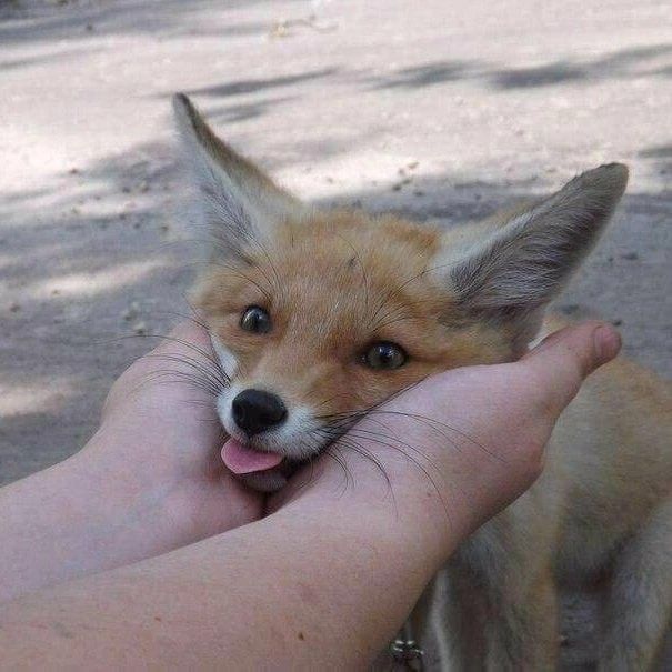 🍁 𝓣𝓱𝓮 𝓕𝓸𝔁 𝓛𝓲𝓯𝓮 🌾🦊 (@thefoxlife) on Twitter photo 