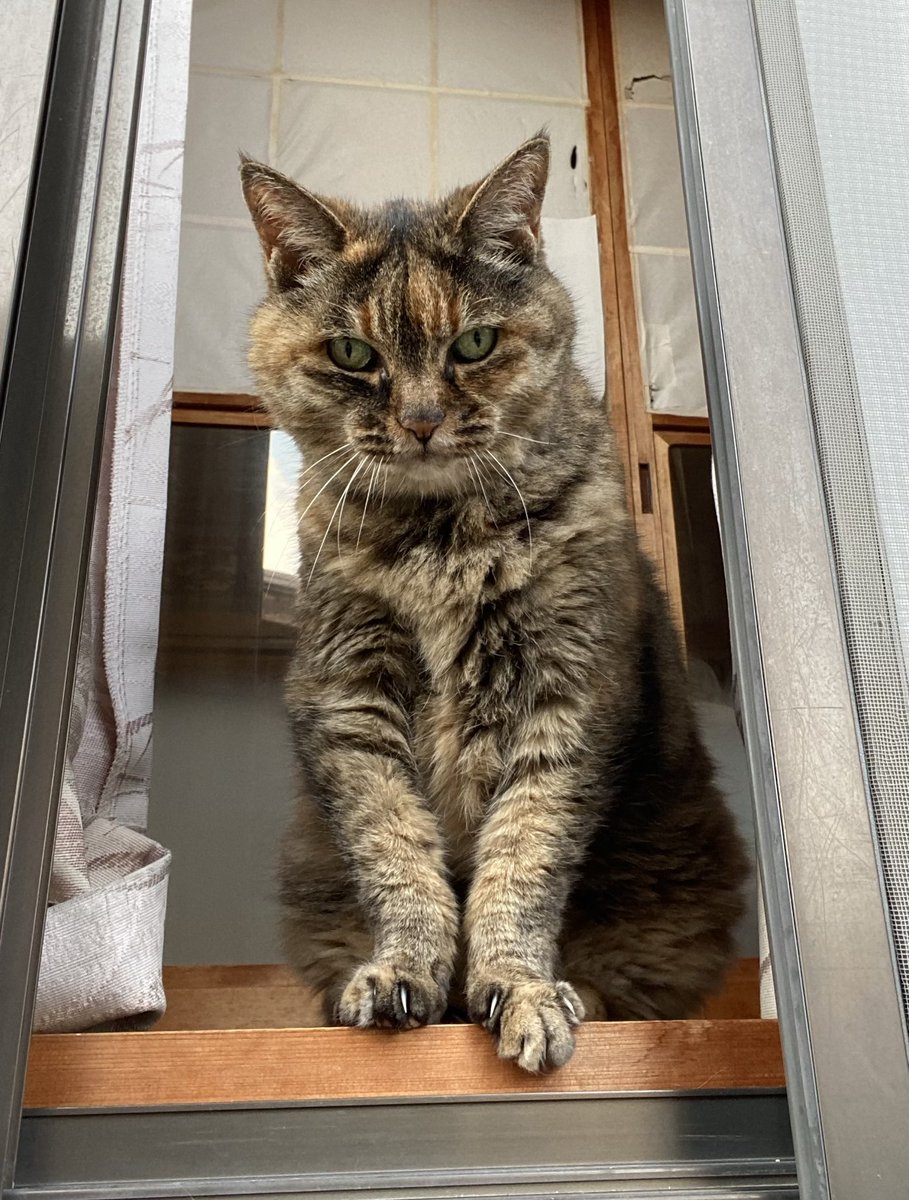 ねこ先輩 on X: 