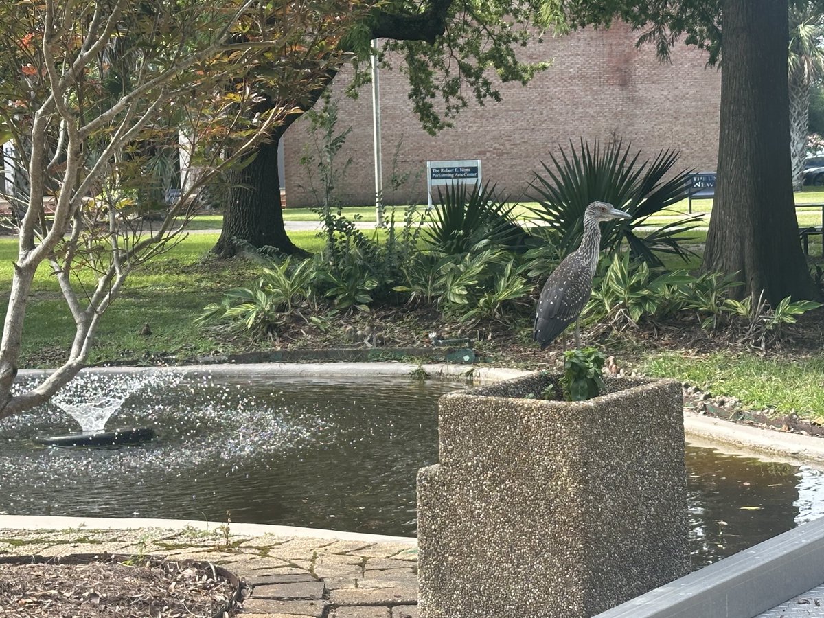 Kathy E. Johnson (@kjohnsonuno) on Twitter photo Is that a statue or a yellow-crowned night heron hanging out at the pond? Very smart spot to do some fishing on a fine July morning <a href="/UofNO/">University of New Orleans</a> Is that a statue or a yellow-crowned night heron hanging out at the pond? Very smart spot to do some fishing on a fine July morning <a href="/UofNO/">University of New Orleans</a>